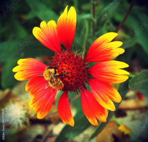 Abeille butinant une fleur