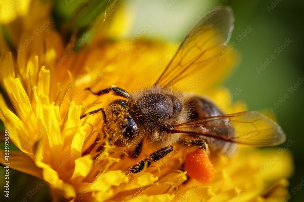 Bee on a yellow dandelion flower collecting pollen and gathering nectar to produce honey in the hive Bee on a yellow dandelion flower collecting pollen and gathering nectar to produce honey in the hive
