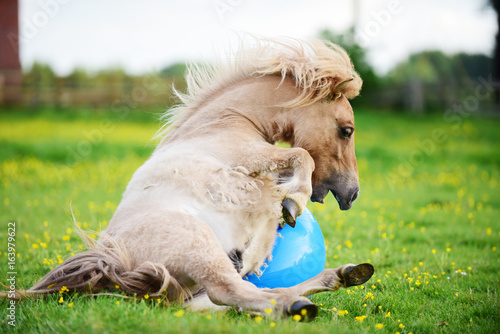 Fototapeta Naklejka Na Ścianę i Meble -  Shetland pony foal playing with ball