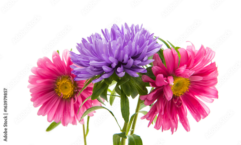 Aster flower isolated Aster flower isolated