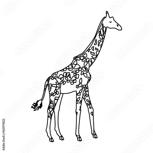 giraffe animal herbivore african wildlife