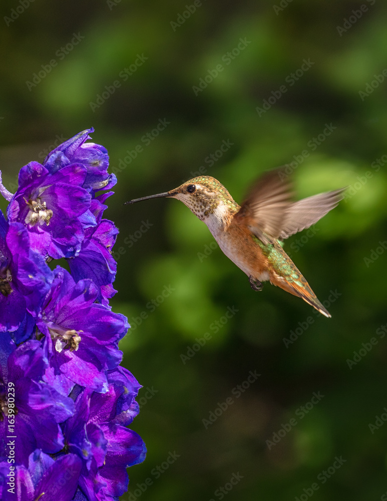 Fototapeta premium Rufous Hummingbird and Delphinium - Vertical