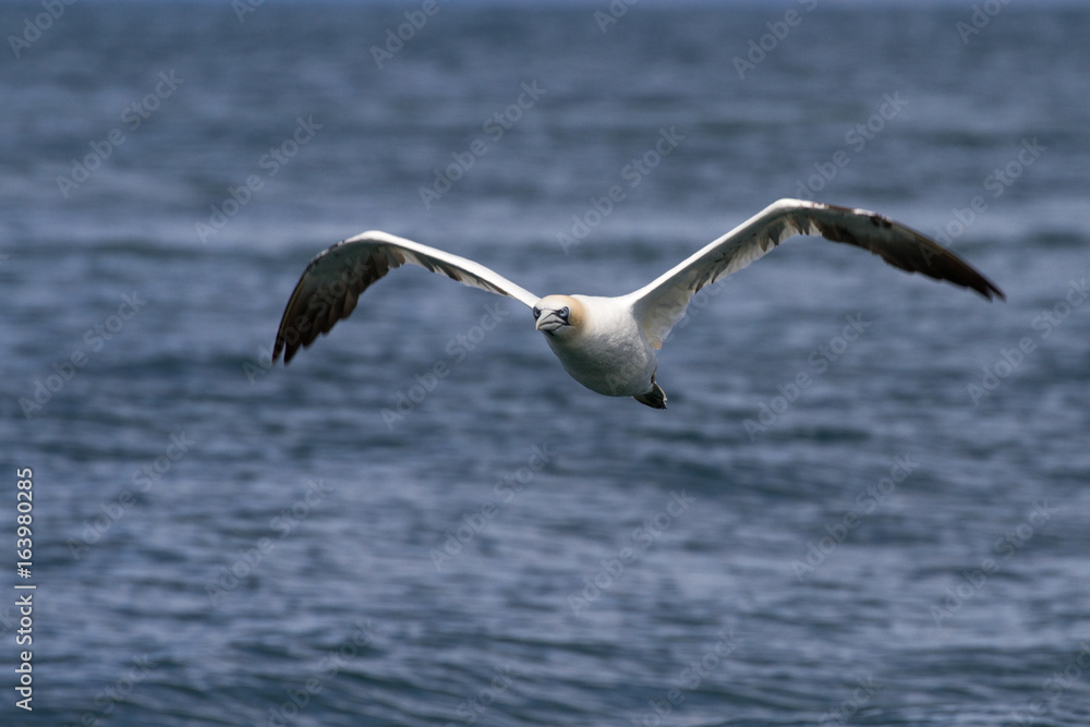 Gannets (Morus Bassanus) Grassholm Island, Pembrokeshire, UK Gannets (Morus Bassanus) Grassholm Island, Pembrokeshire, UK