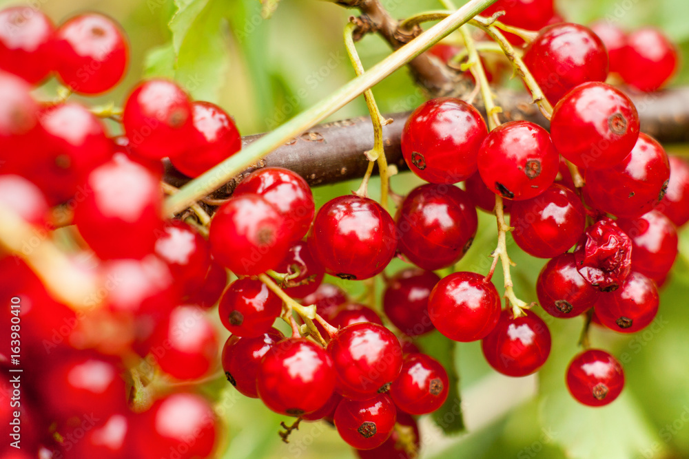 Redcurrant fruit on the bush. Harvest of ripe fluffy redcurrant. Red fruits on a green background. Redcurrant fruit on the bush. Harvest of ripe fluffy redcurrant. Red fruits on a green background.