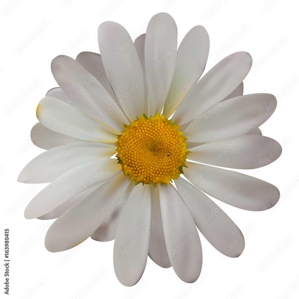 Colorful naturalistic beautiful chamomile on White Background. V