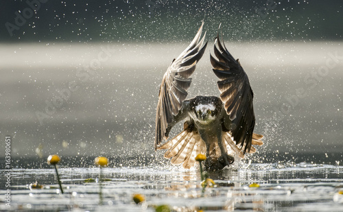 Canvas-taulu Osprey (Pandion haliaetus)
