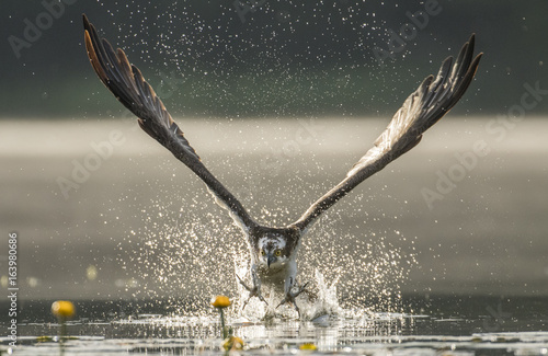 Slika na platnu Osprey (Pandion haliaetus)