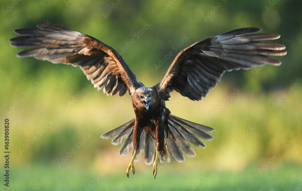 Fototapeta premium Marsh harrier (Circus aeruginosus)