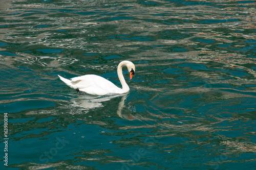 White Swan swimming