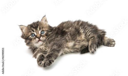 Small fluffy kitten isolated © ksena32