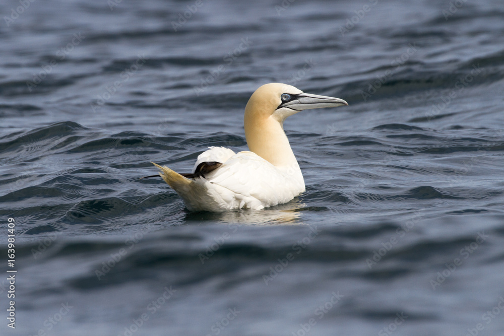 Gannets (Morus Bassanus) Grassholm Island, Pembrokeshire, UK