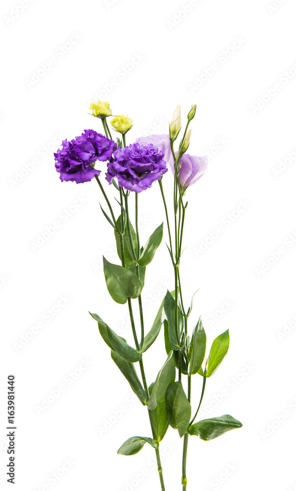 Obraz premium Beautiful eustoma isolated