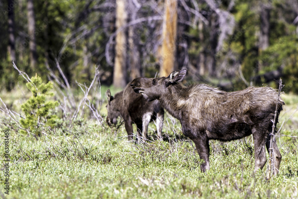 Two young Moose in Rocky Mountain National Park in Colorado