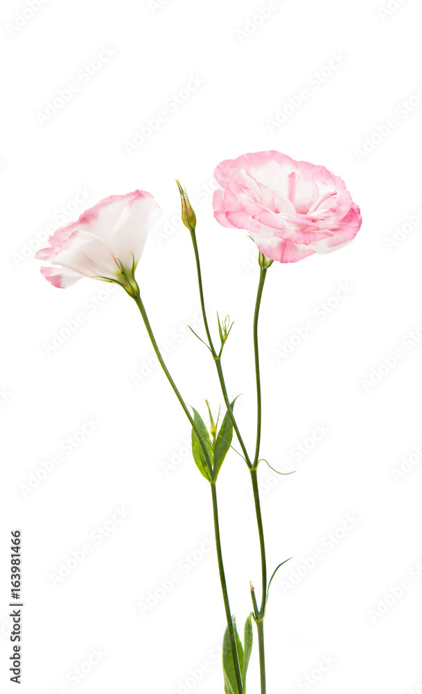 Fototapeta premium Beautiful eustoma isolated