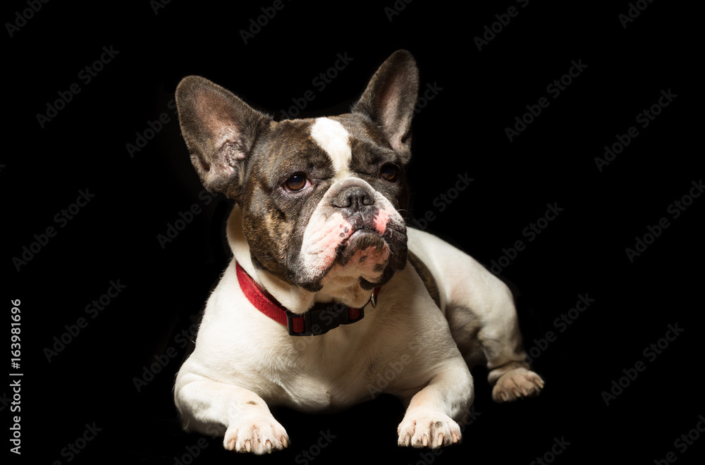 Fototapeta premium Female French bulldog portrait on a black background