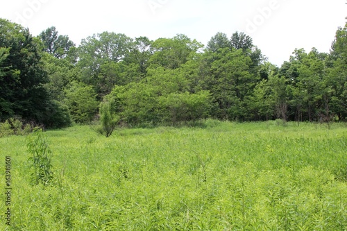 The tall grass field landscape of the forest.