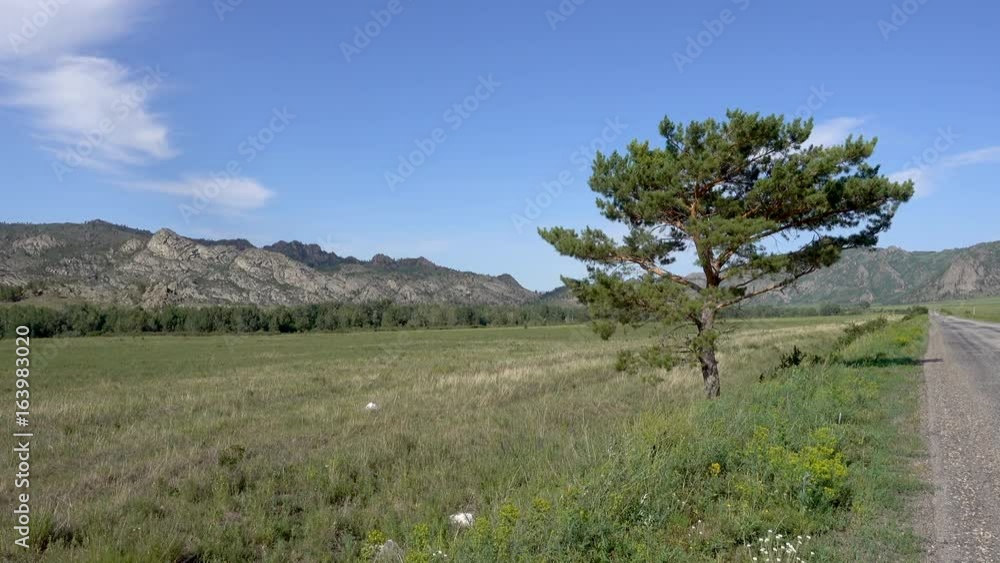 Lonely pine in a field near a highway with mountains in the background. 4k uhd realtime video. Lonely pine in a field near a highway with mountains in the background. 4k uhd realtime video.