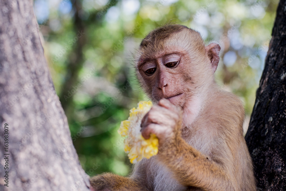 Fototapeta premium Monkey