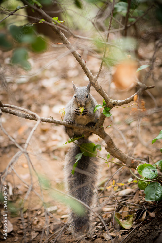 Squirrel on a tree branch eating an acorn. Squirrel on a tree branch eating an acorn.
