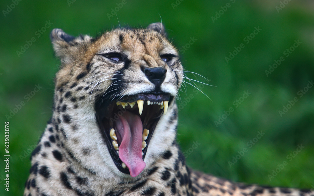 Wild beast animal cheetah Wild beast animal cheetah