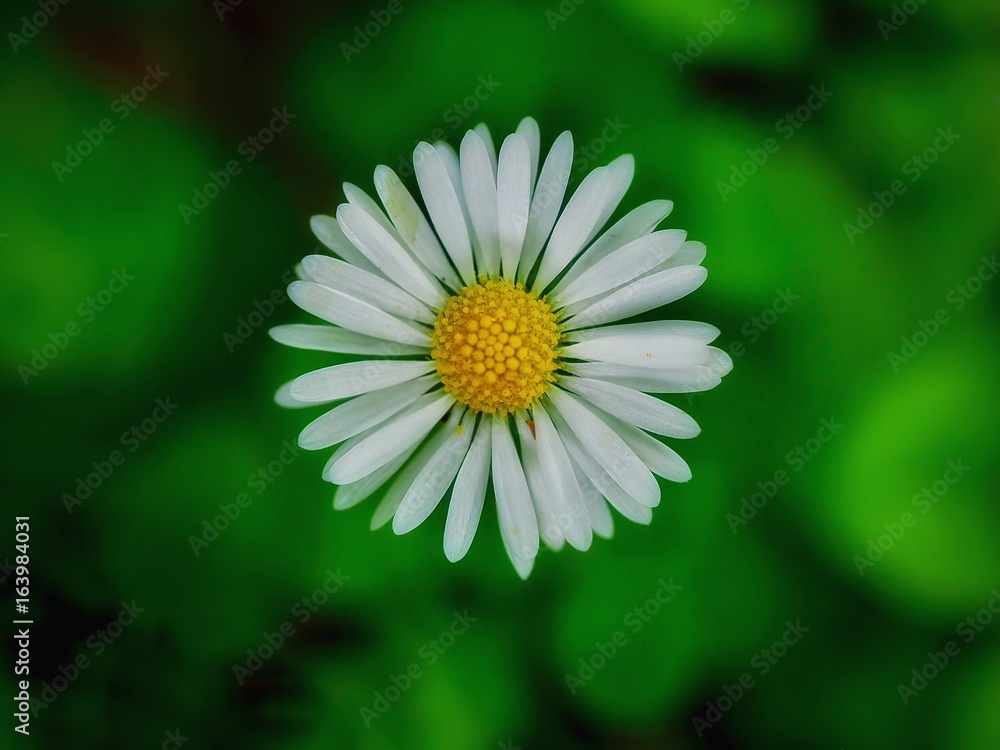 Fototapeta premium Daisy