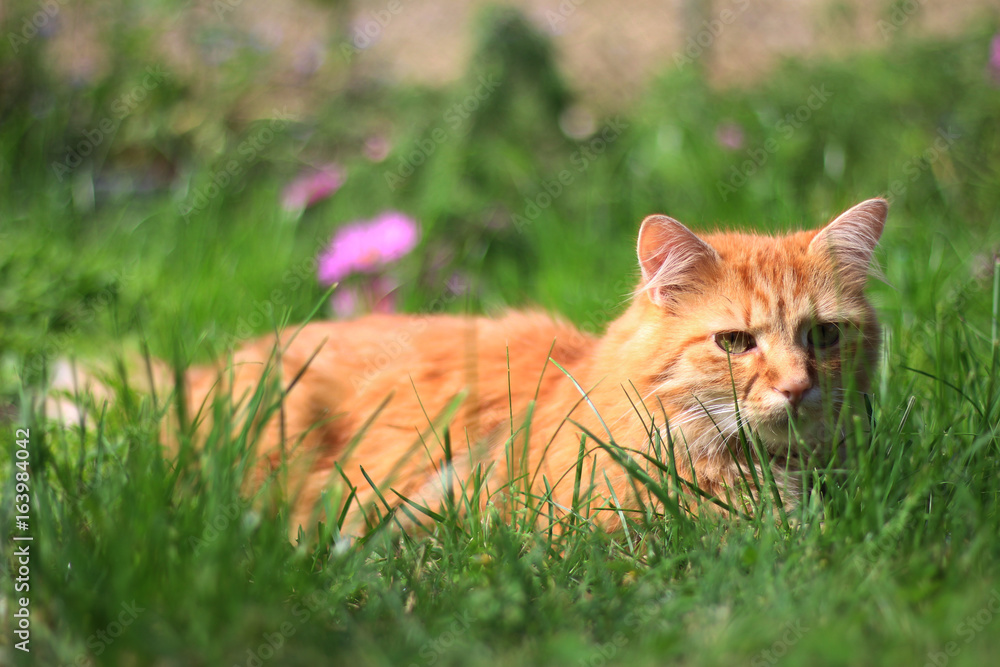Red cat on meadow