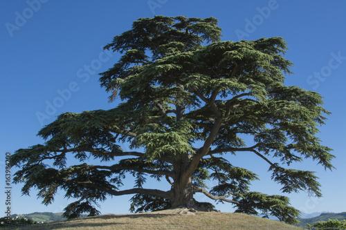 Cedro del Libano. Albero secolare simbolo de La Motta, Cuneo Piemonte