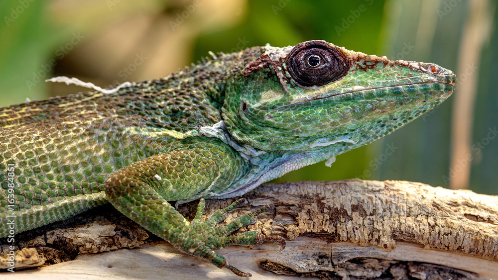 Fototapeta premium Ritteranolis, knightanolis