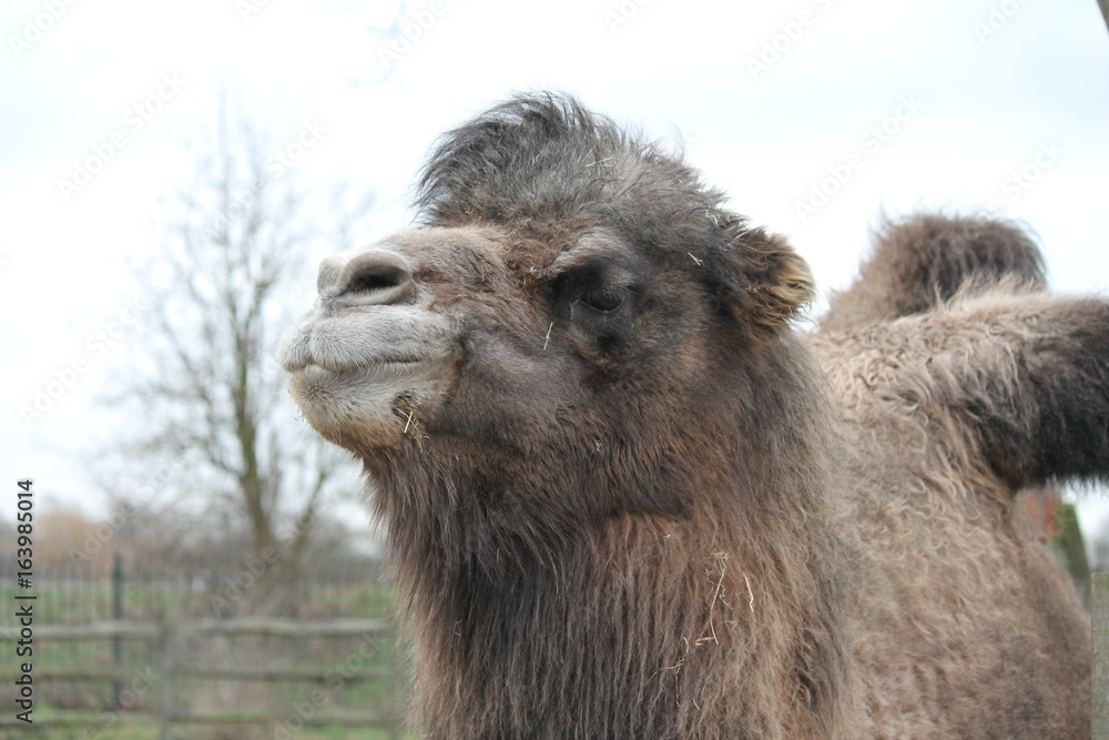camel head close up background copy space  stock, photo, photograph, image, picture,