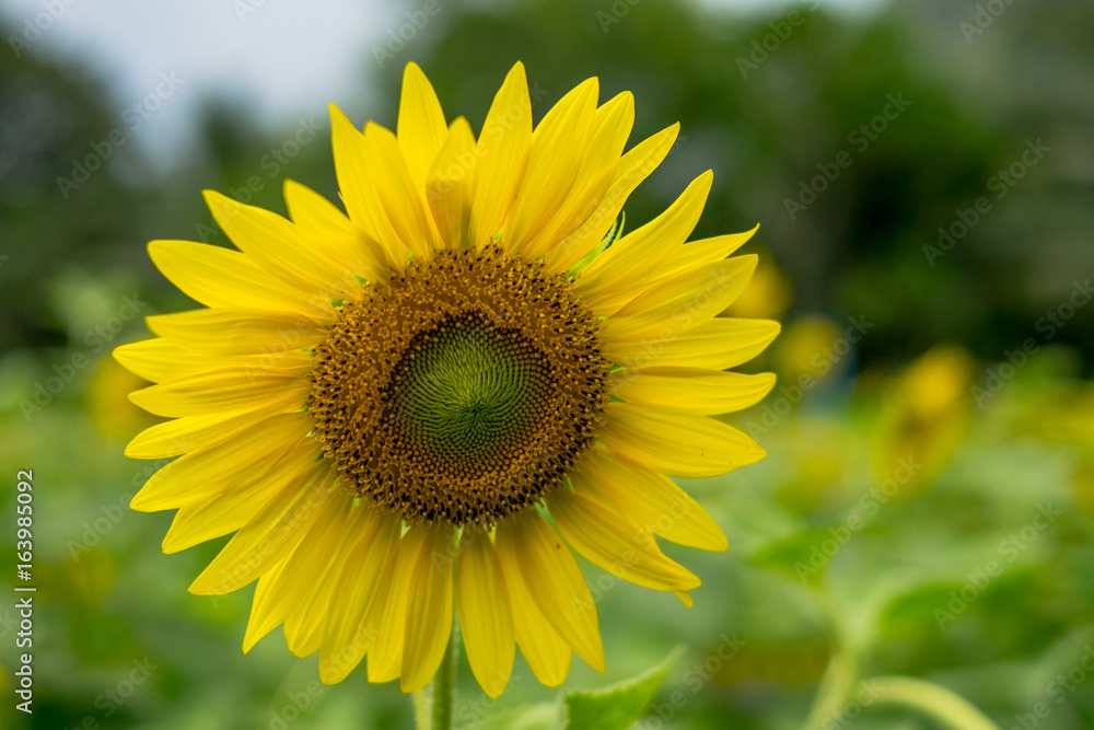 Sun flower