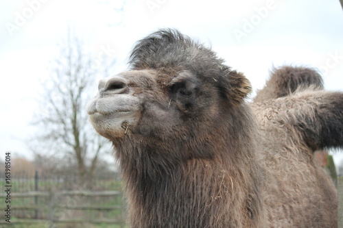 camel head close up background copy space  stock  photo  photograph  image  picture 