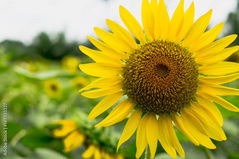 Sun flower Sun flower
