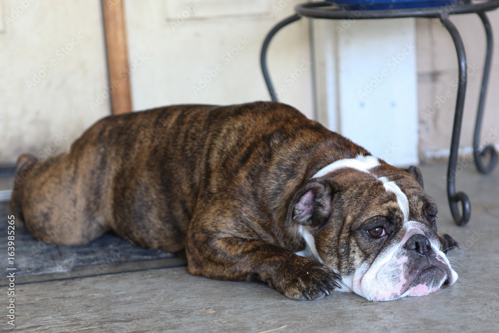 Cute English Bulldog in Eagle Point, Oregon Cute English Bulldog in Eagle Point, Oregon