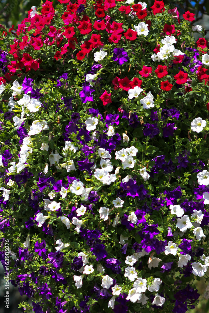 Fototapeta premium Flowers