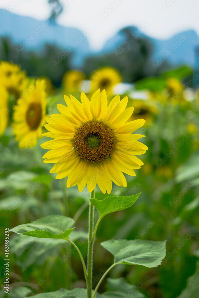 Obraz premium Sun flower
