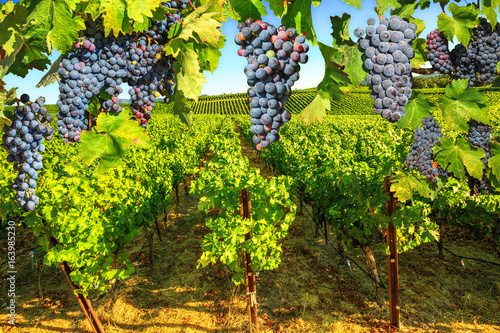 Picturesque vineyard in Napa Valley, San Francisco Bay, California. Red grapes hanging in vineyard. Branch of grapes ready for harvest. Seasonal background.