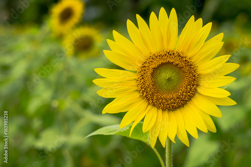 Sun flower