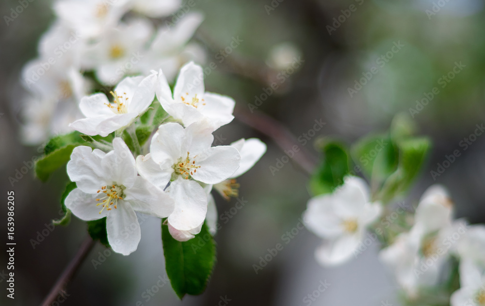 The Apple Blossom/Beautiful flowers of the blossoming apple tree in the spring time