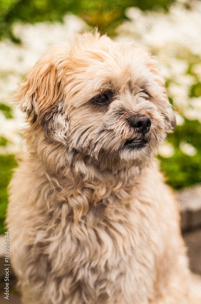 Mädchen mit Hund Havaneser Teddy