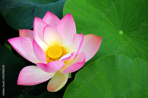 Quadro su tela Lotusblume, lotus flower