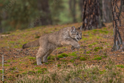 Cougar(Puma concolor)