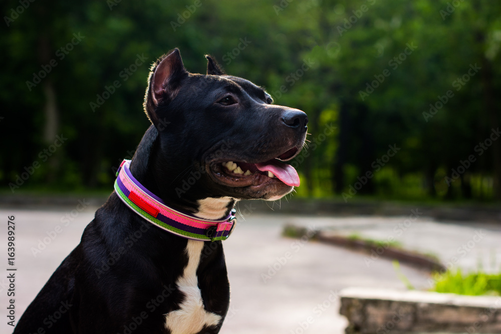 Horizontal portrait Black and white American pit bull terrier in a collar sits and smiles with tongue in the park