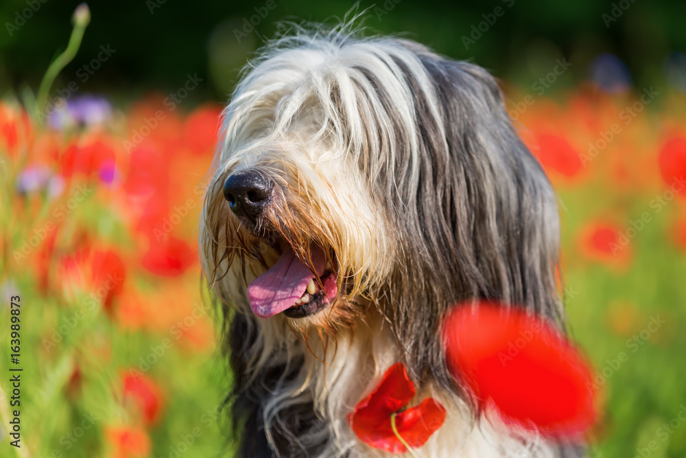 portrait of a bearded collie in a poppy field portrait of a bearded collie in a poppy field