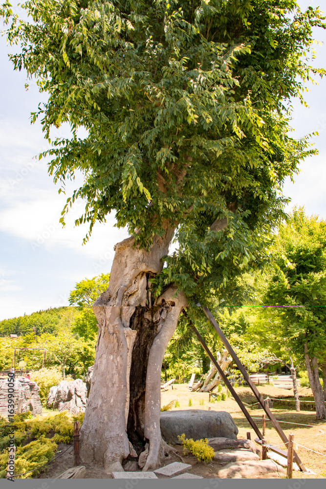 Fototapeta premium 山中湖花の都公園 しあわせの木