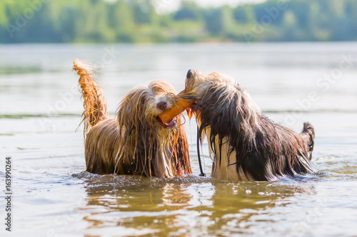 Fototapeta two bearded collies playing in a lake