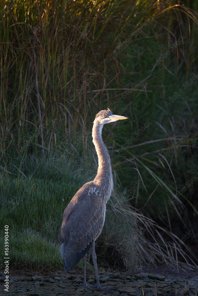 Fototapeta premium Great blue heron seen in the wild North California marsh