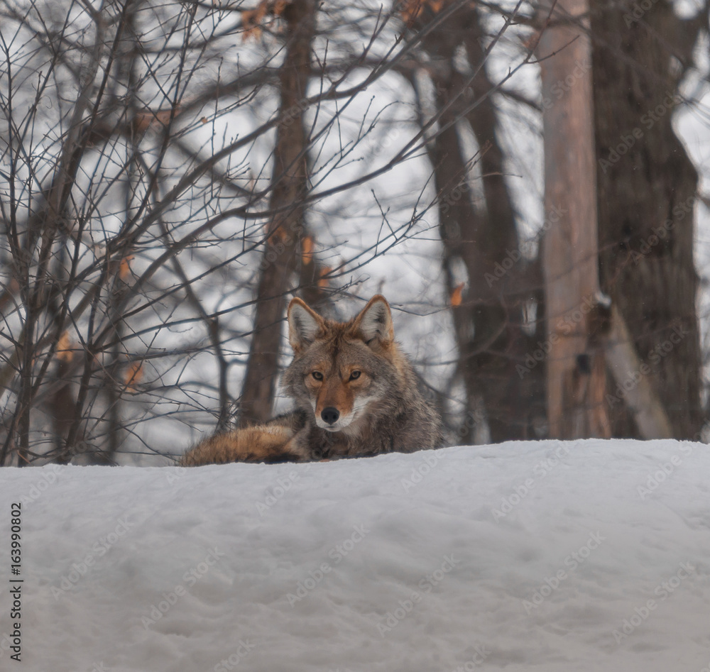 Fototapeta premium Canadian coyotes in the snow