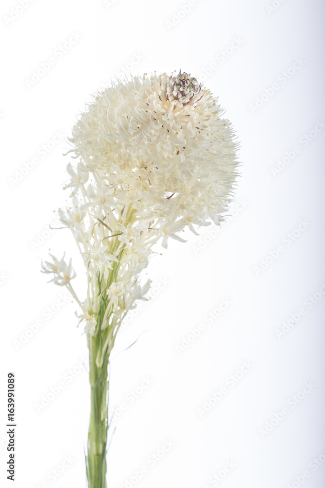 Beargrass Beargrass