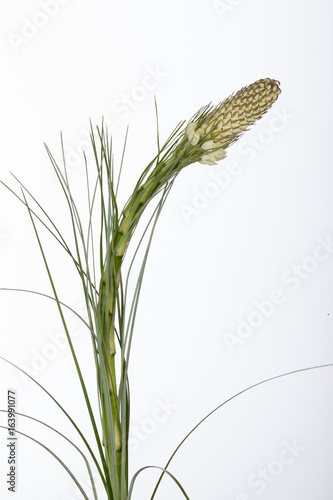 Beargrass photo