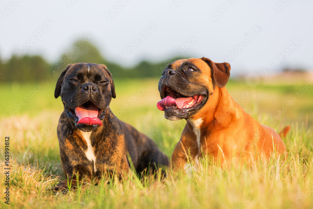 portrait of two boxer dogs